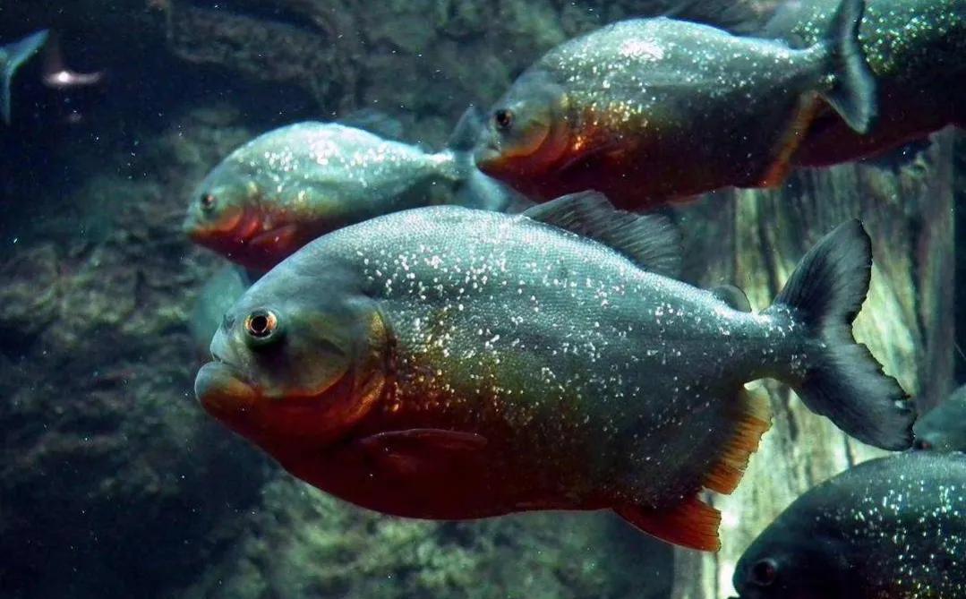 食人鲳,清道夫和鳄雀鳝哪个更厉害?把它们养在一起会怎样?
