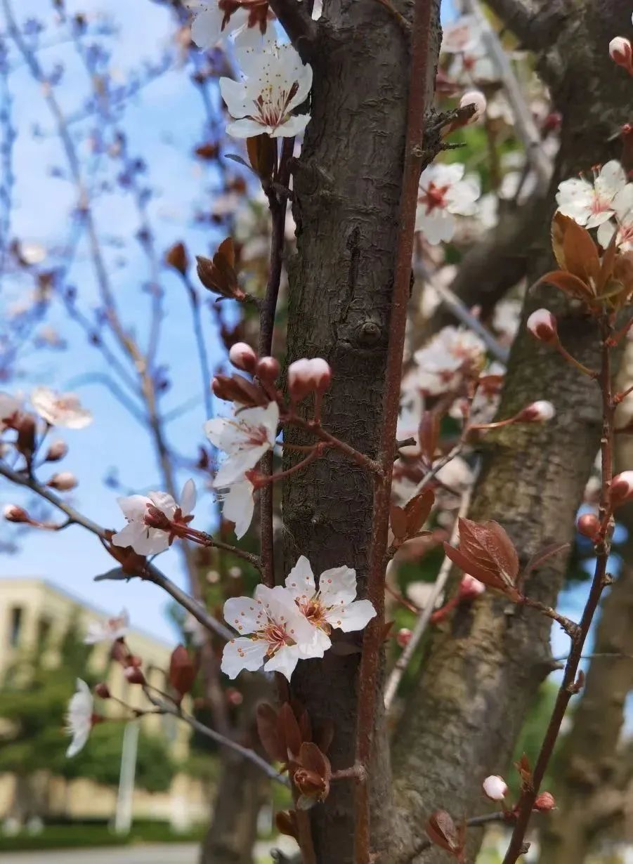 宁波诺丁汉大学校花图鉴