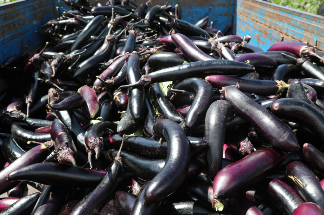 厉害了!合江九丈坝180万斤茄子大丰收