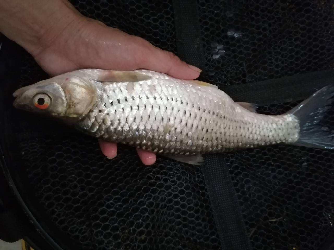 酷似草鱼,过去河中随处见,很灵活却叫"蠢鱼",如今见到是福气