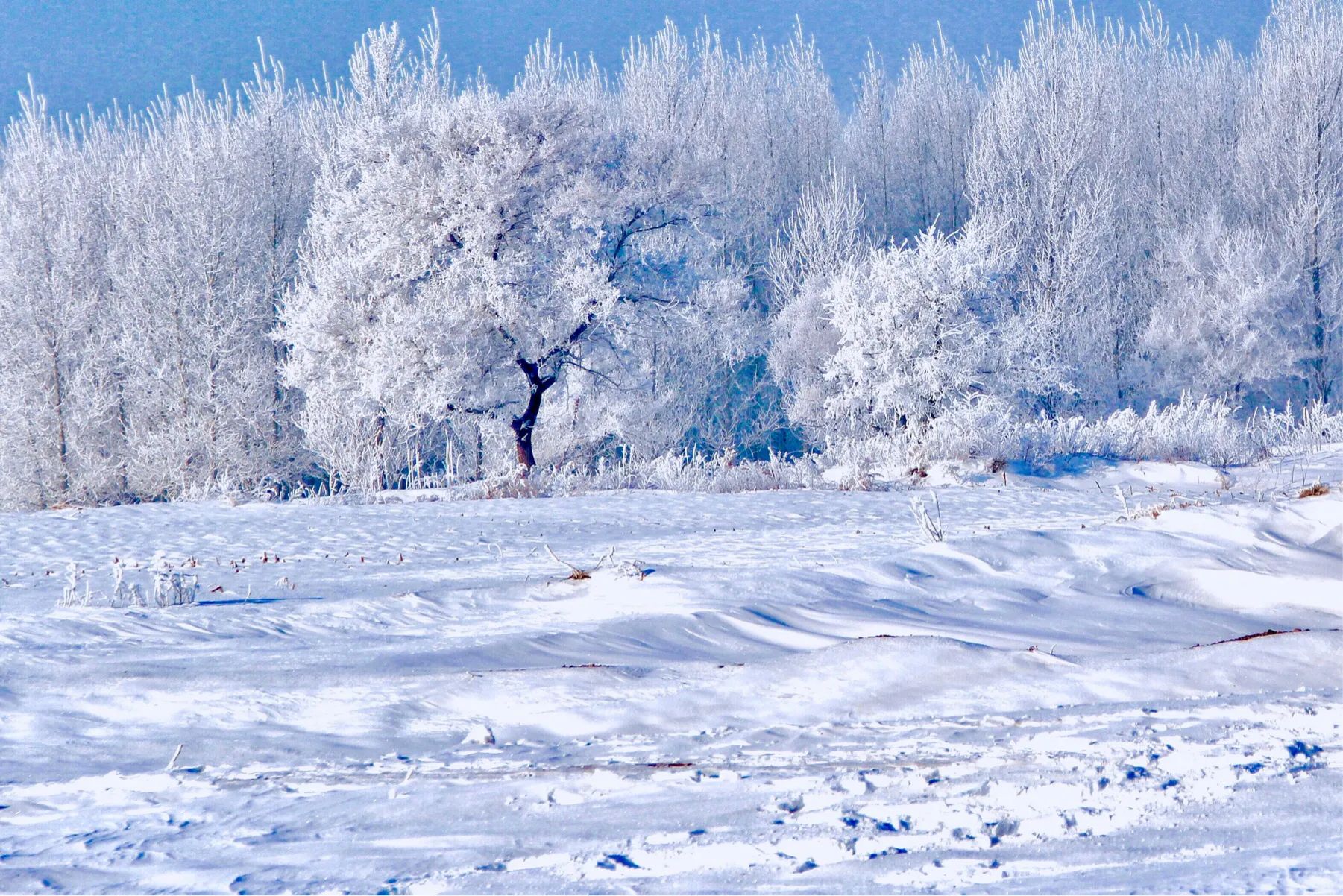 冬季旅游热门景点 雾凇岛旅游攻略 低音号导游