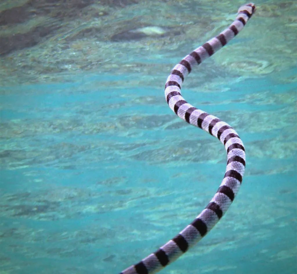 海蛇——毒性隐秘的海洋毒蛇