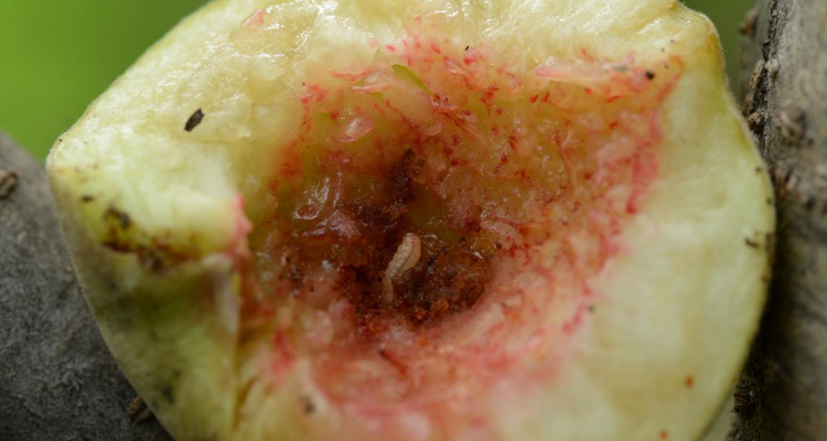 桃子里的虫是什么虫