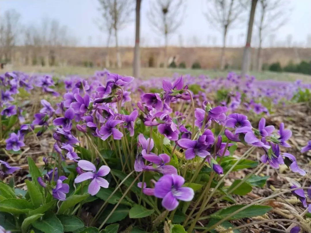 二吕>>花期:三月至四月观赏地点:西陵湖公园樱花>