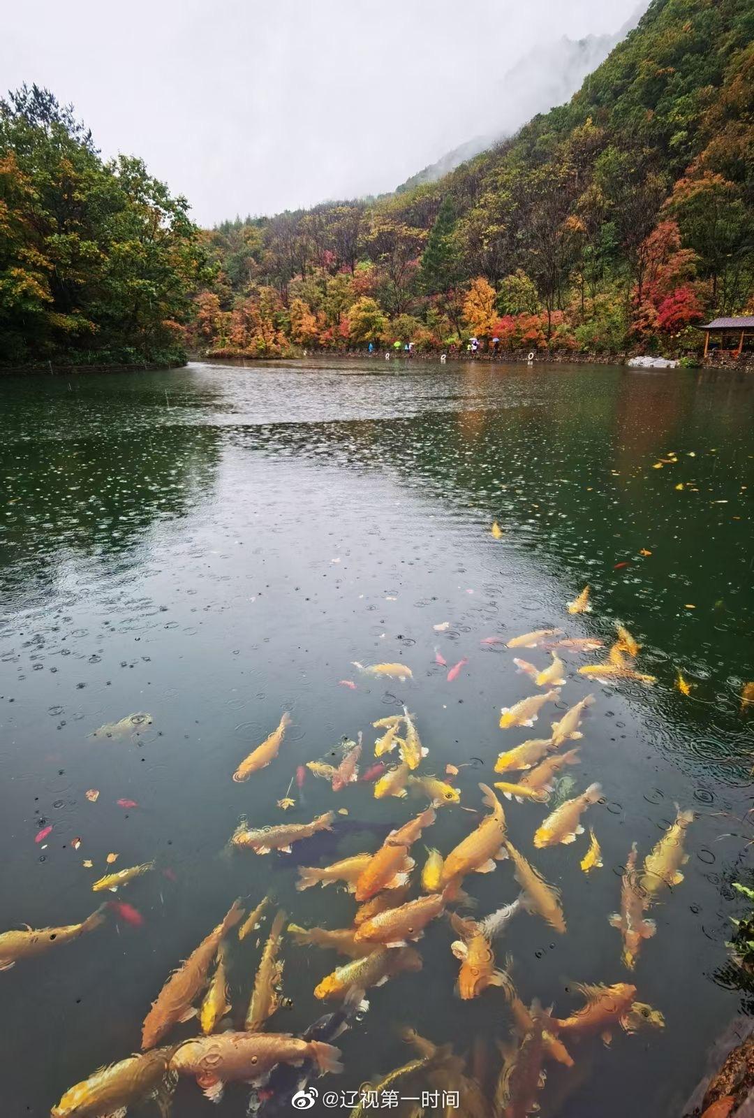 秋雨中红叶之美打卡身边的风景