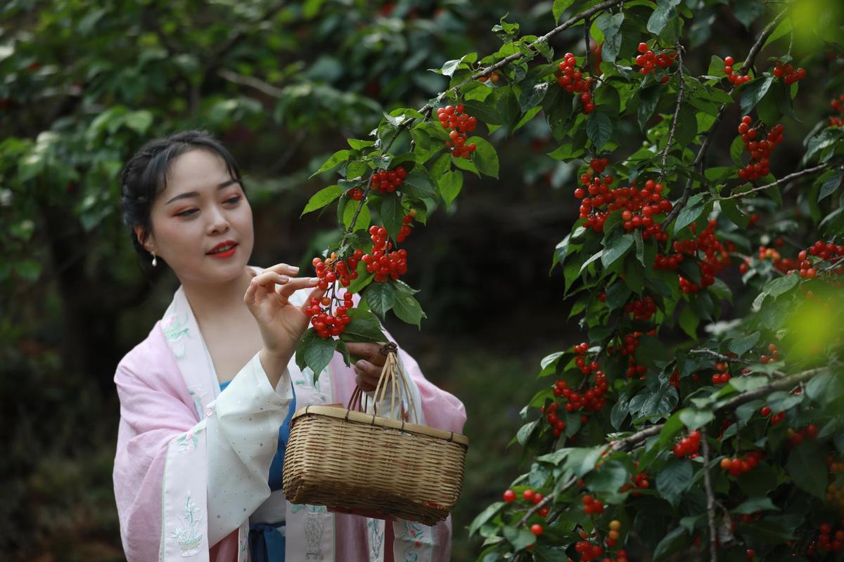 赤鹫樱桃节图片