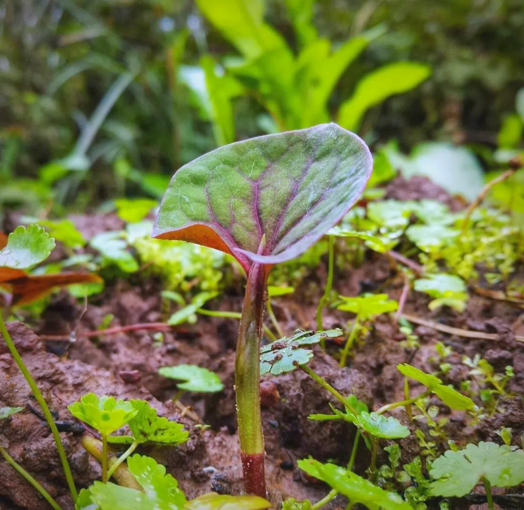 折耳根种植全攻略:从选地到病虫害防治,助新手轻松掌握种植技巧
