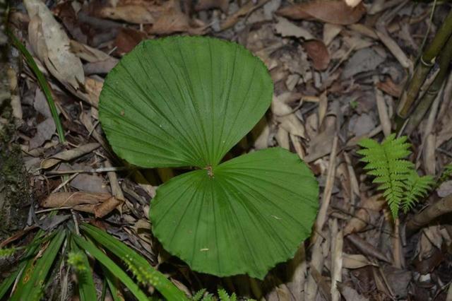 陕西太白拍摄到国家二级保护植物——扇脉杓兰