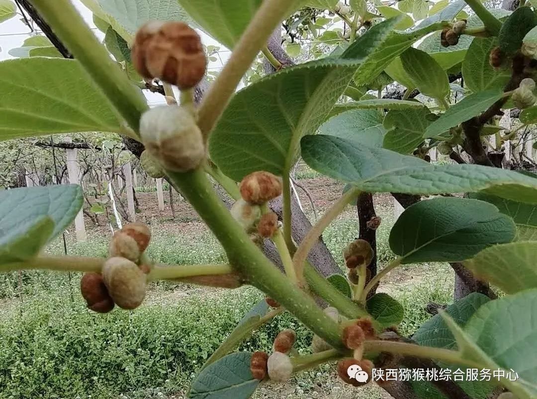 猕猴桃花腐病防治正当时!