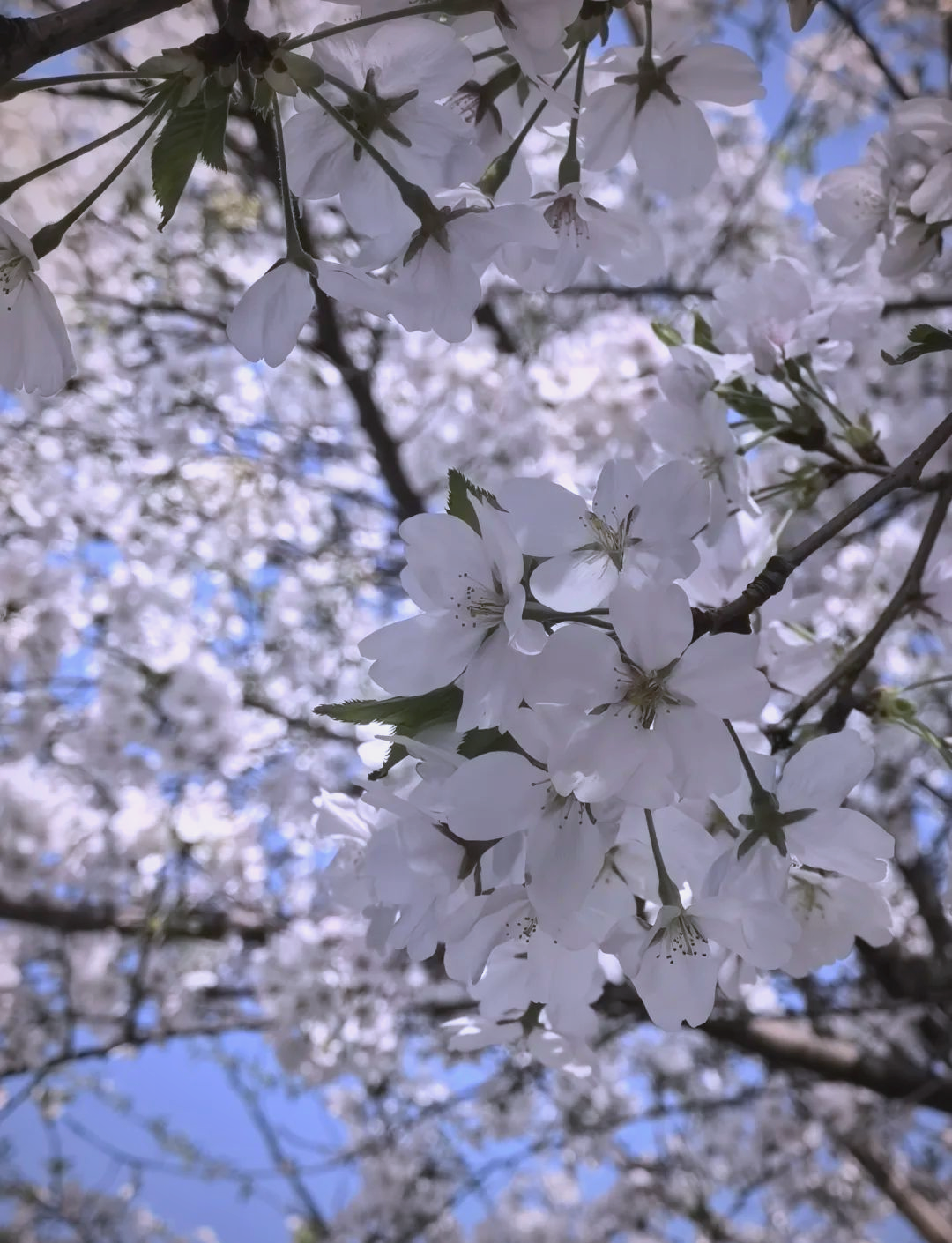 慈母樱花
