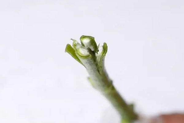 十字剪花根怎么剪