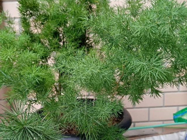 蓬莱松叶子发黄怎么回事