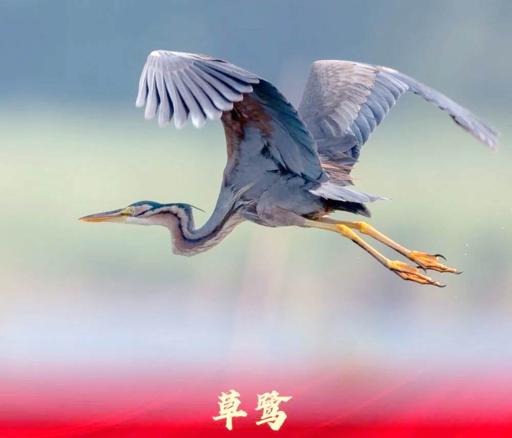 荷花盛开!白洋淀湿地禁猎区成鸟类天堂