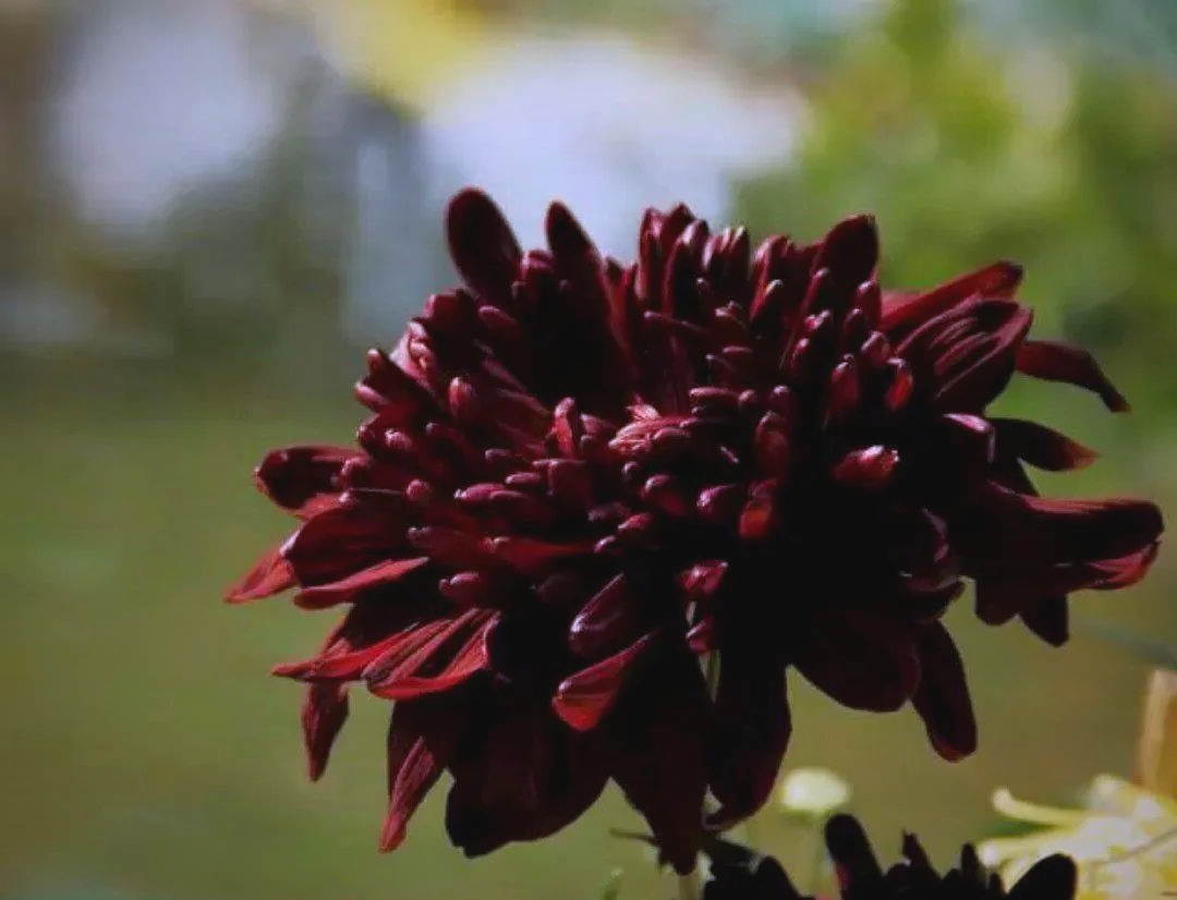 墨菊:展现独特清绝品格的菊花品种