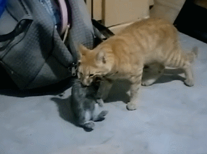 橘猫隔三差五抓兔子回来,把主人都看懵了:凭实力养活自己吗?