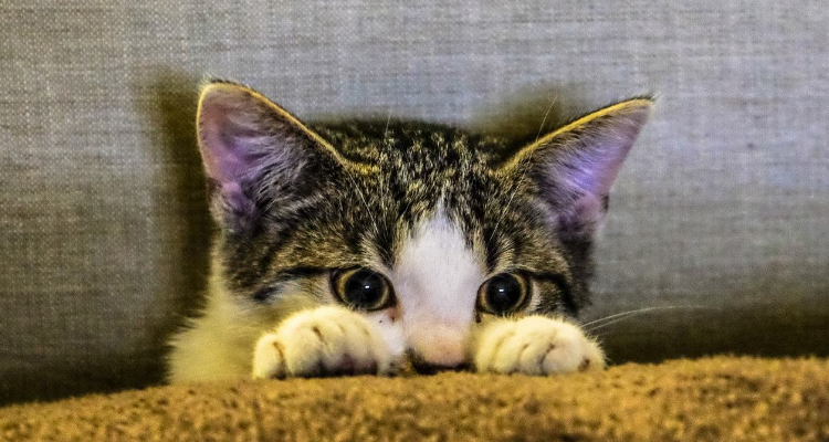 字母圈猫奴要做什么