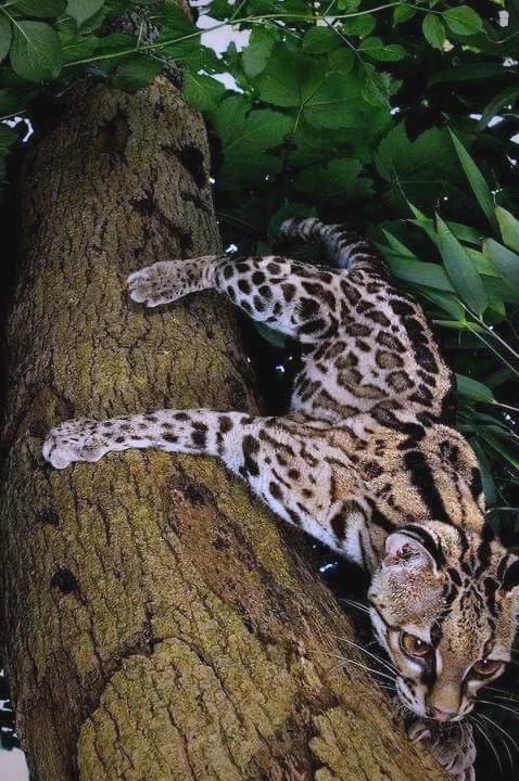 虎猫:丛林中的顶级猎手,却因美皮毛而面临生存威胁