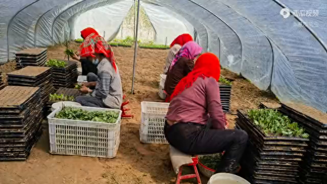 开封菊花苗批发基地