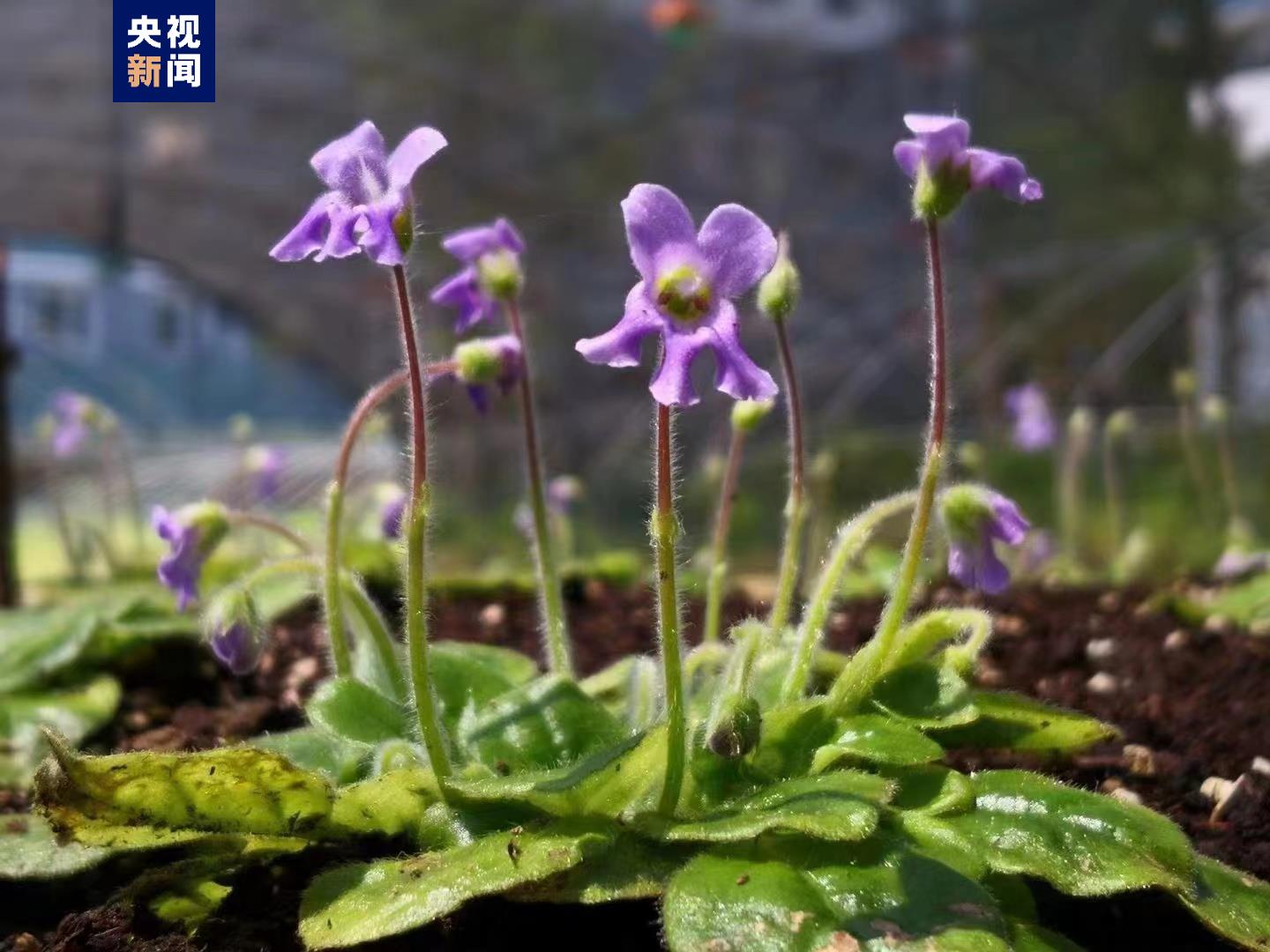 濒危植物秦岭石蝴蝶首次大规模野外回归