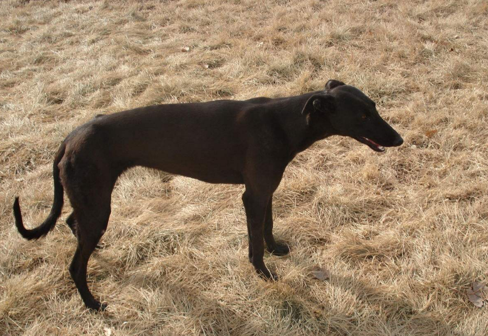 主人带着6条猎犬打猎,路过一块大石头时,所有狗子突然不愿前进