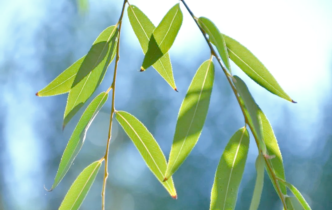 探秘柳叶:从生长到药用,春日里的多彩本草
