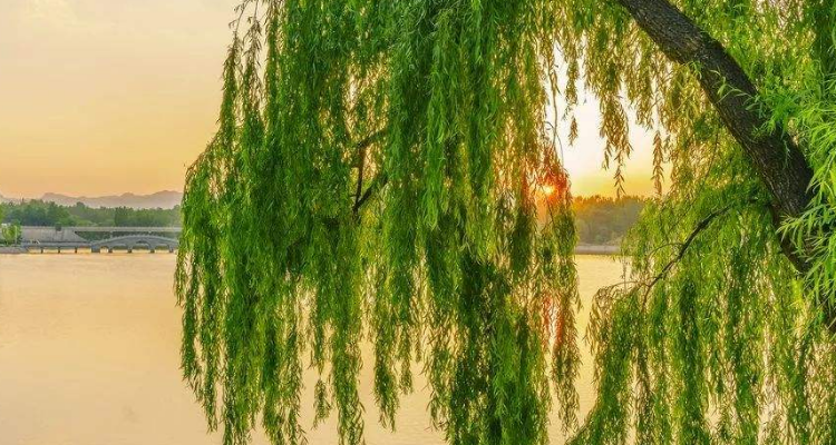 把柳树比作什么