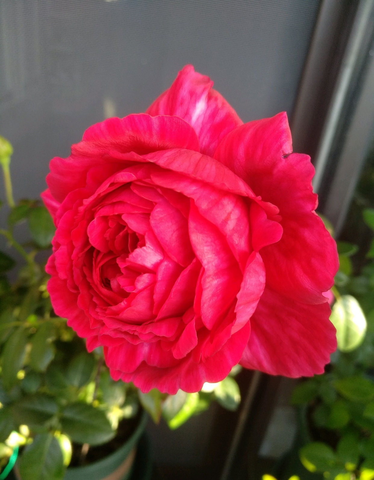 月季花"真彩230"—美若芍药,芳香幽远,丰花勤花,阳台也能养