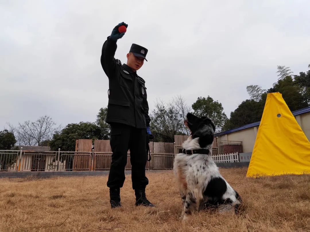 两只警犬即将退役,训导员:我舍不得