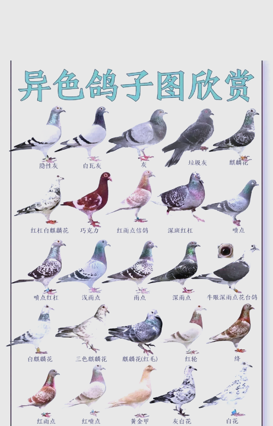 探索多样鸽子品种,你钟爱哪一款?