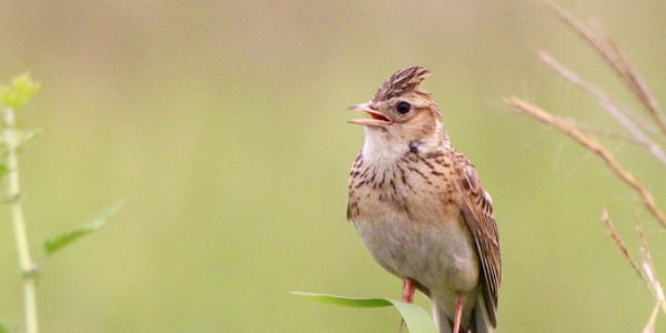 致云雀每节赏析
