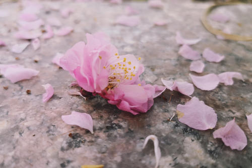 花开得很美,花谢得很伤心