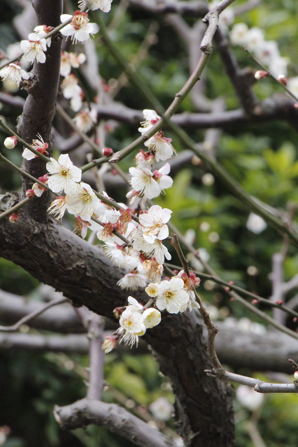 上海公园城市|春梅正当时,梅香背后知多少?