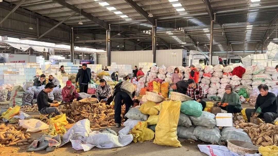 这些菜每公斤不到1元!批发市场经营户:近年来少有