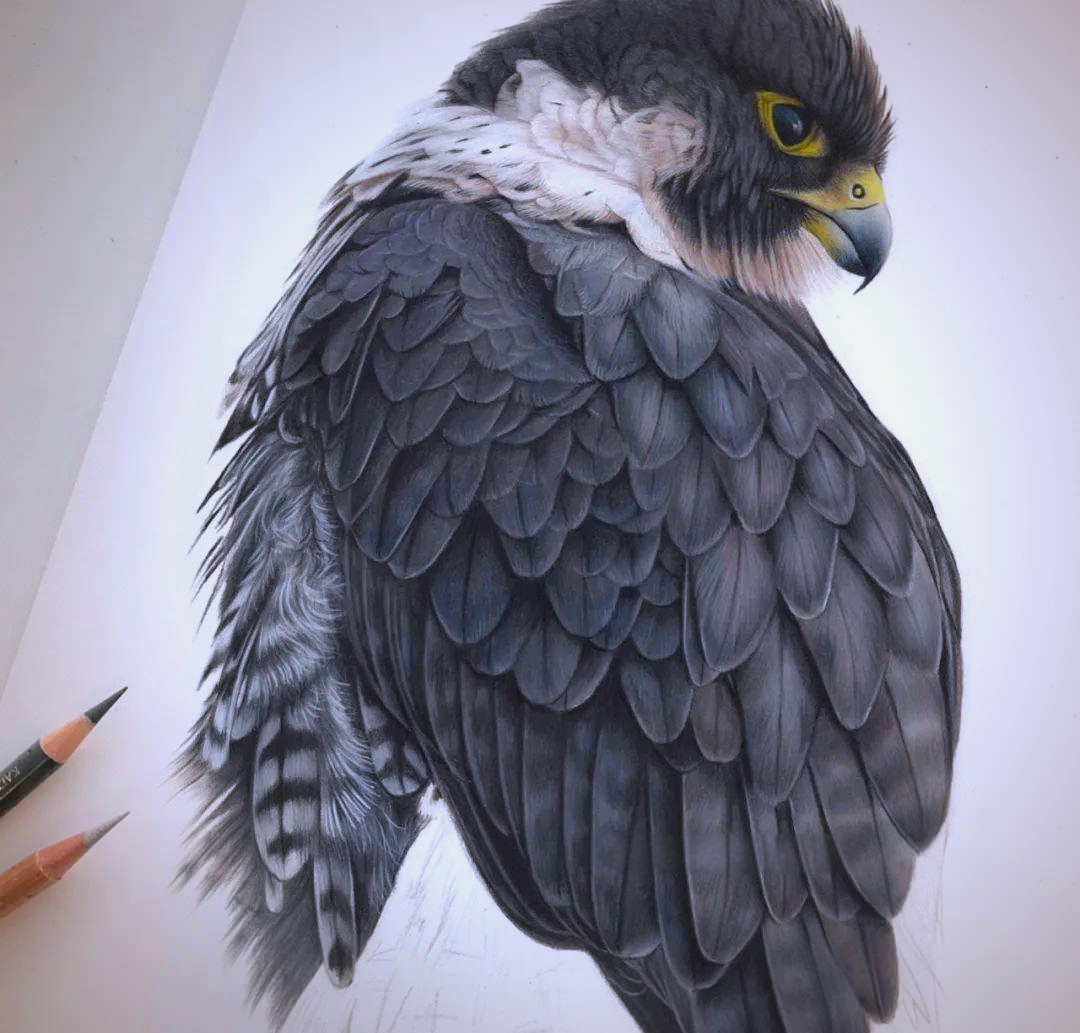 又一位超写实画家惊艳亮相,彩铅画作引人瞩目