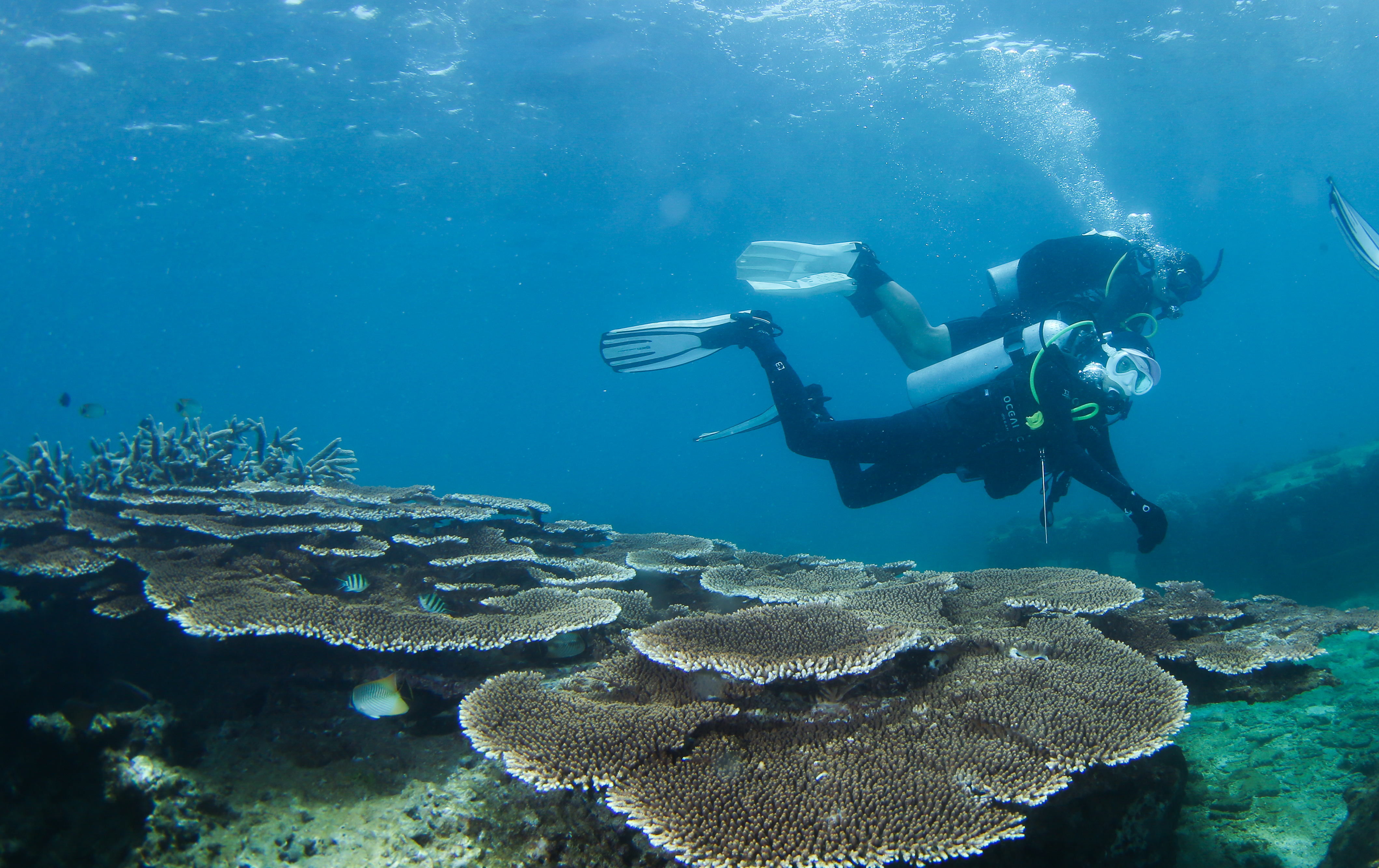 海南陵水举行潜水节