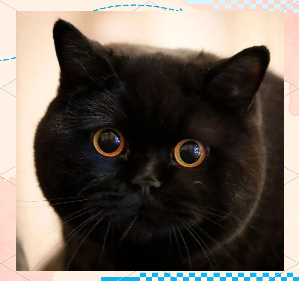 揭秘纯黑色英国短毛猫的独特魅力和长寿秘诀