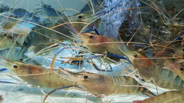 水产9号 - 罗氏沼虾养殖虹彩故障解决方案大揭秘!