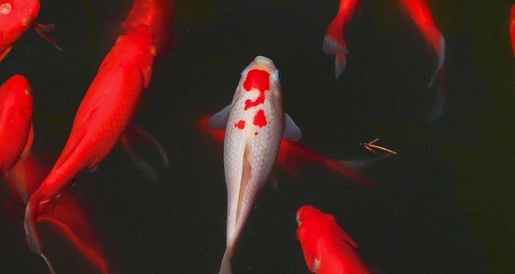 养黑色锦鲤的宜忌