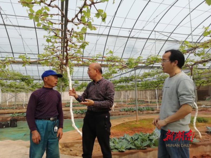 深读丨紫了葡萄红了蟠桃——葡萄专家杨国顺团队传承创新的故事