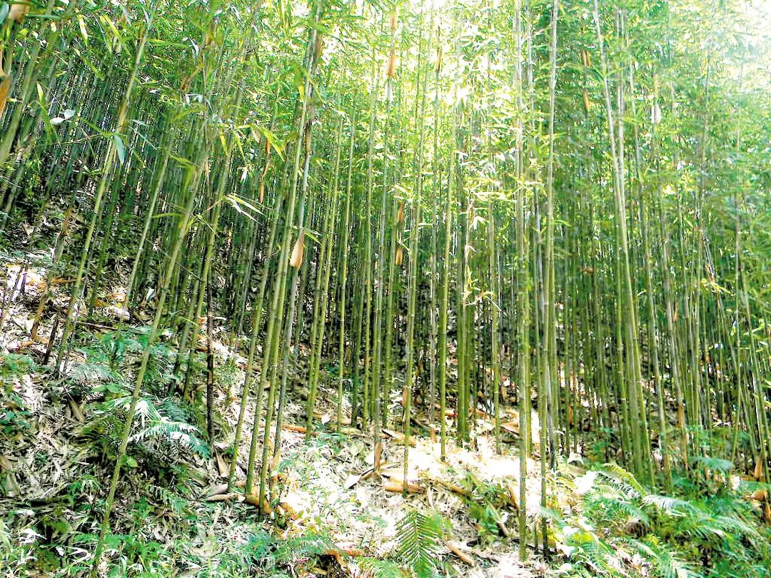 茶秆竹又称厘竹,因竹色如茶而得名,盛产于肇庆市怀集县.