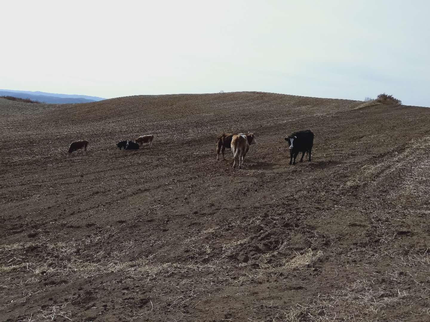 黑龙江嫩江市白云乡新民村驻村扶贫工作队:扶贫扶志 致富立勤