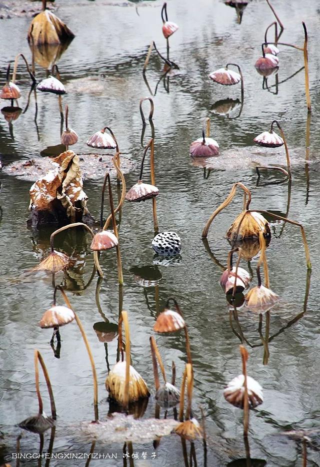 哈尔滨今天下了第一场雪,看看雪中残荷