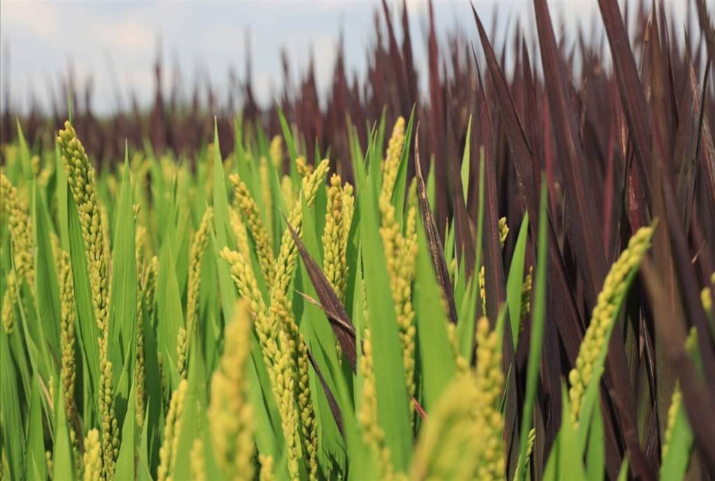 惊艳!金山亭林这片"五彩稻田" 呈现绿黄白红紫五种颜色水稻