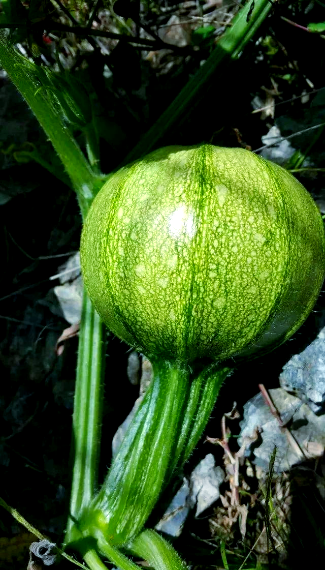 无量山独特美味食材