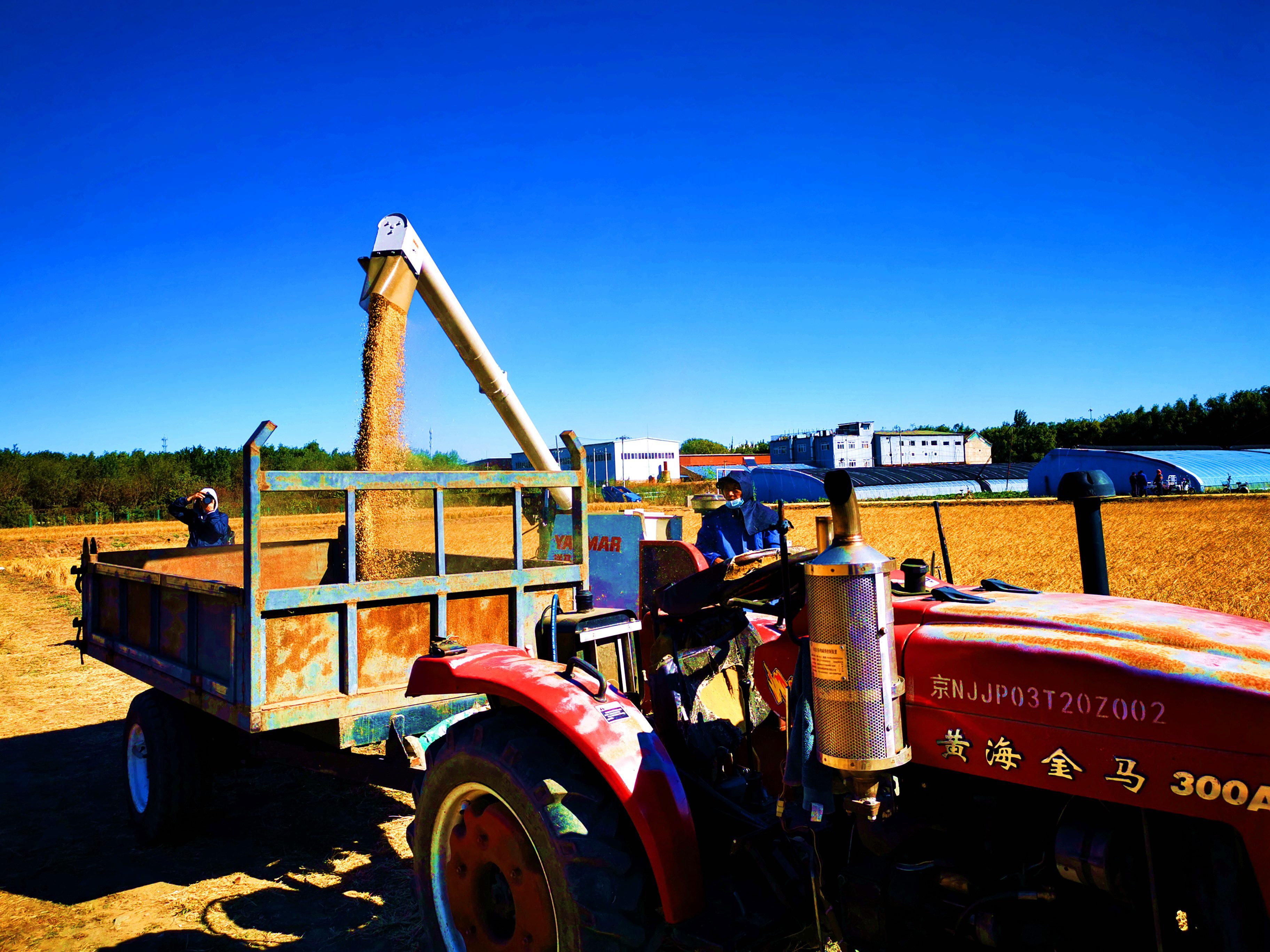 王佐镇佃起村130亩水稻开镰收割