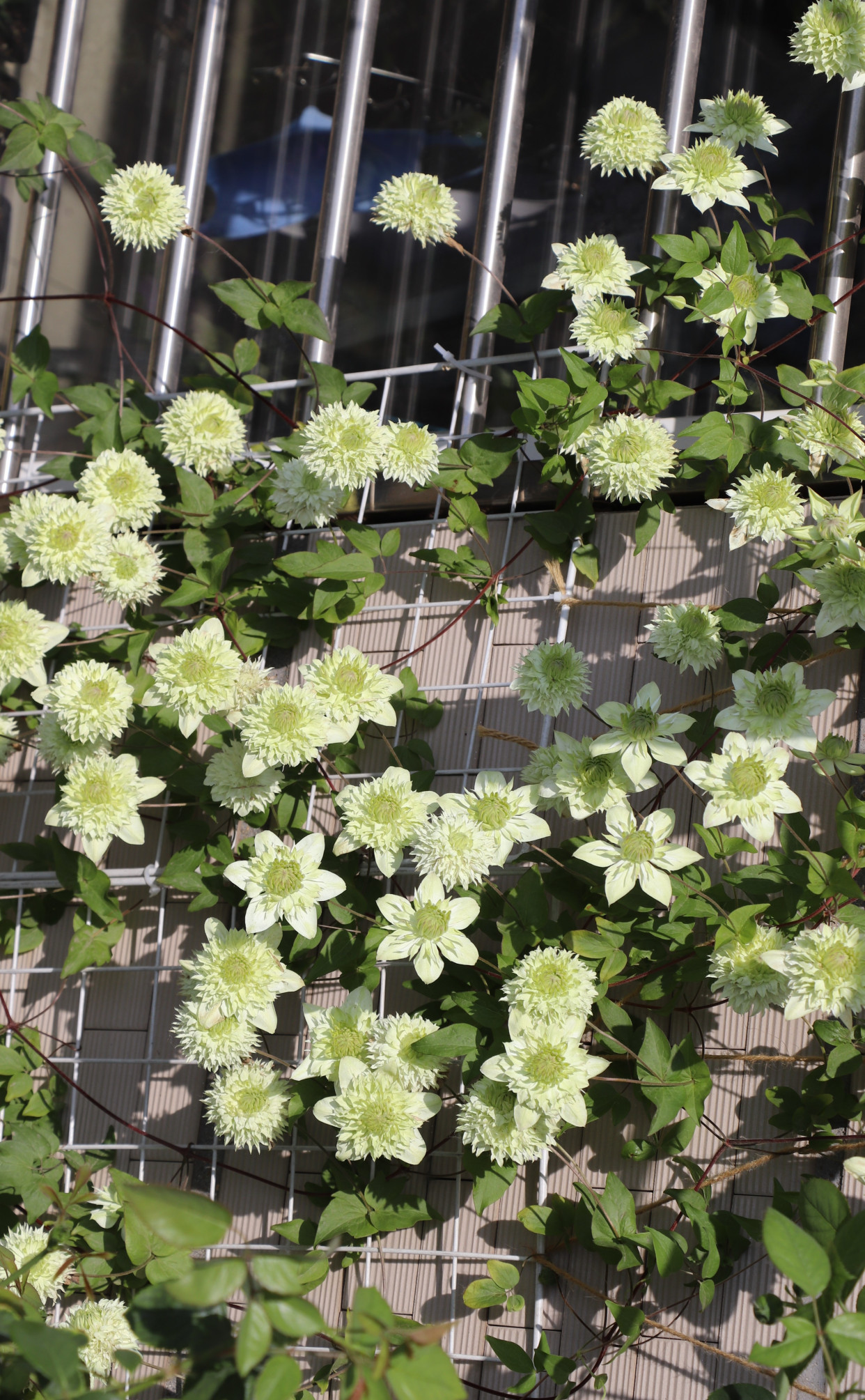 铁线莲"绿玉"—美若玫瑰,三季有花开,栽培容易,北阳台也能养