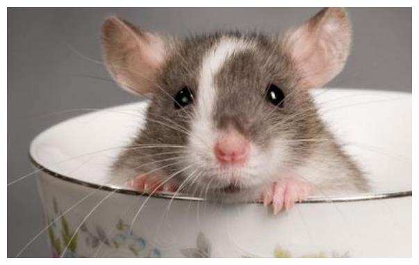 生肖鼠财运运势怎么样(生肖鼠的财运怎么样)