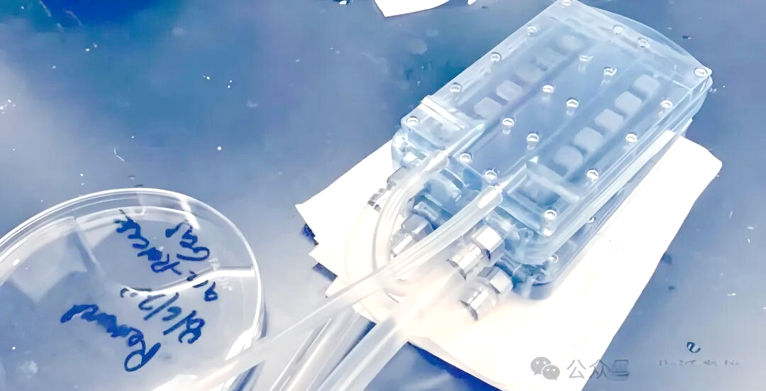 植入式人工肾:开启自由生活的未来