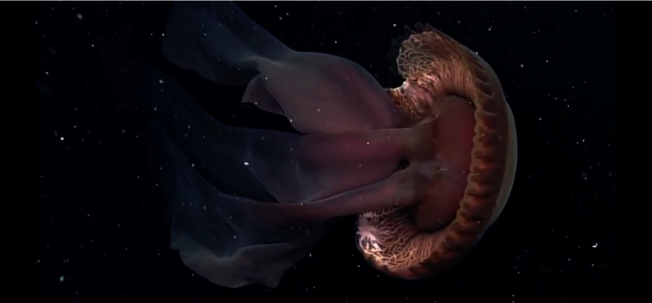 巨型冥河水母图片