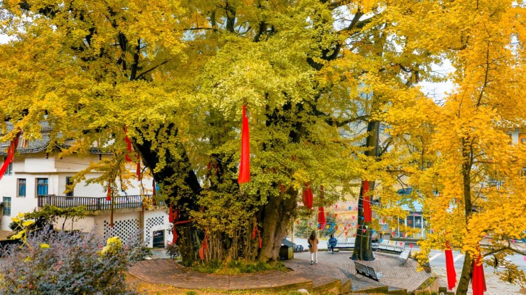 绝美!播州洪关乡千年古银杏进入观赏期,快来